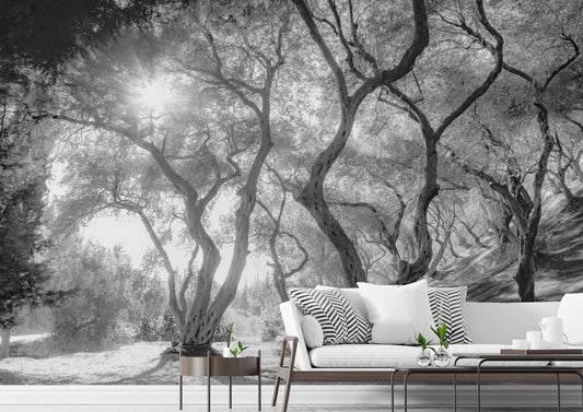 Beautiful Nature Wallpaper for Home & Office Accent Walls in Australia