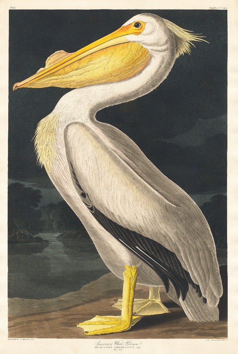 White Pelican Wallpaper Mural - Giffywalls