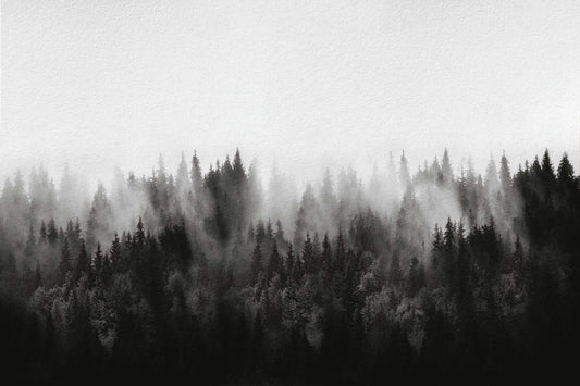 Foggy Pine Forest Wallpaper Mural