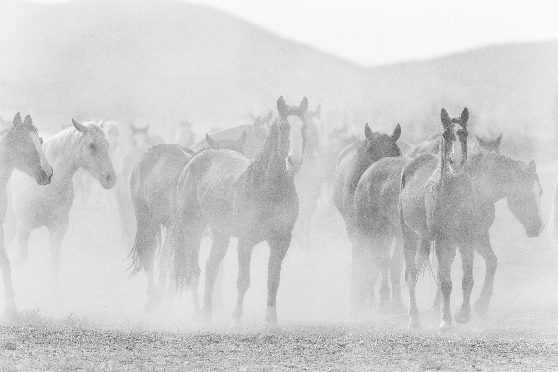 Black White Seven Horse Wallpaper Murals