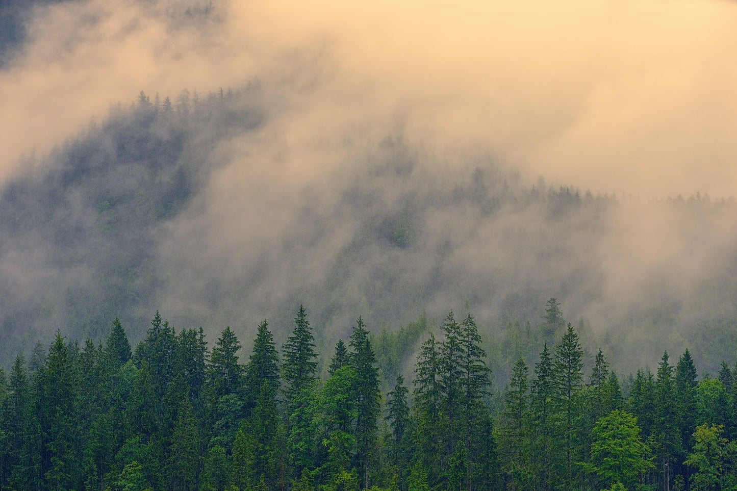 Foggy Pine Tree Wallpaper Mural