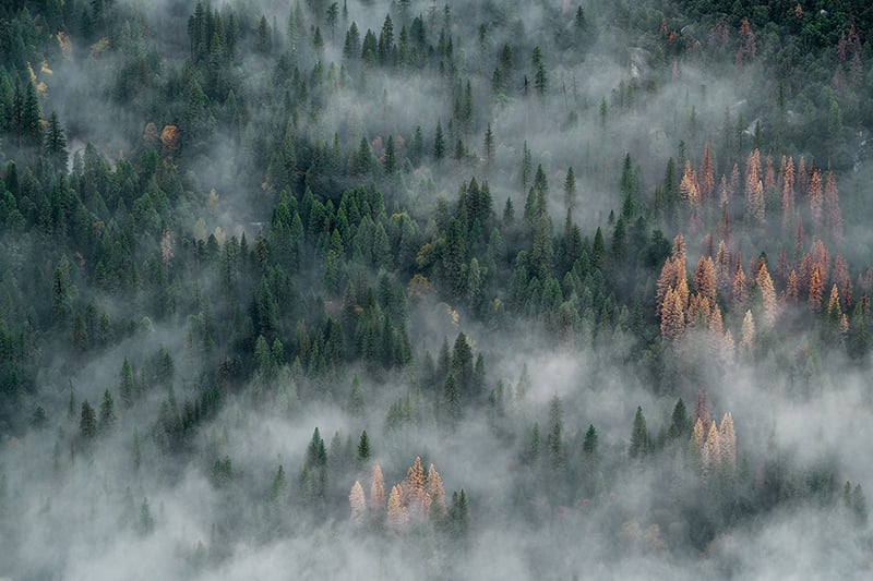 Foggy Pine Forest Wallpaper Mural